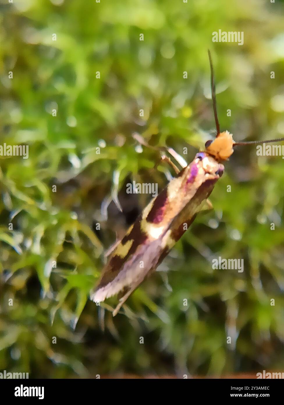 Masschaeffer Insect (Micropterix schaefferi) Insecta Stock Photo - Alamy