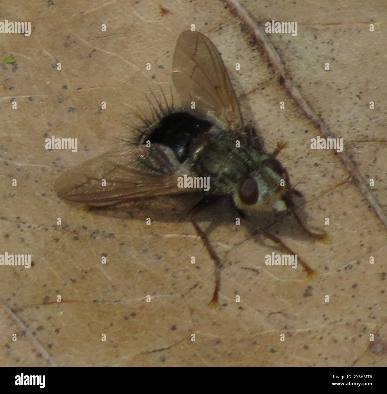 Early Tachinid Fly (Epalpus signifer) Insecta Stock Photo - Alamy