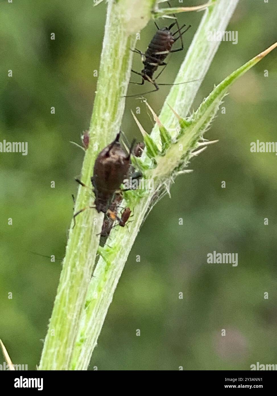 Dark-tailed Thistle Aphid (Uroleucon aeneum) Insecta Stock Photo - Alamy