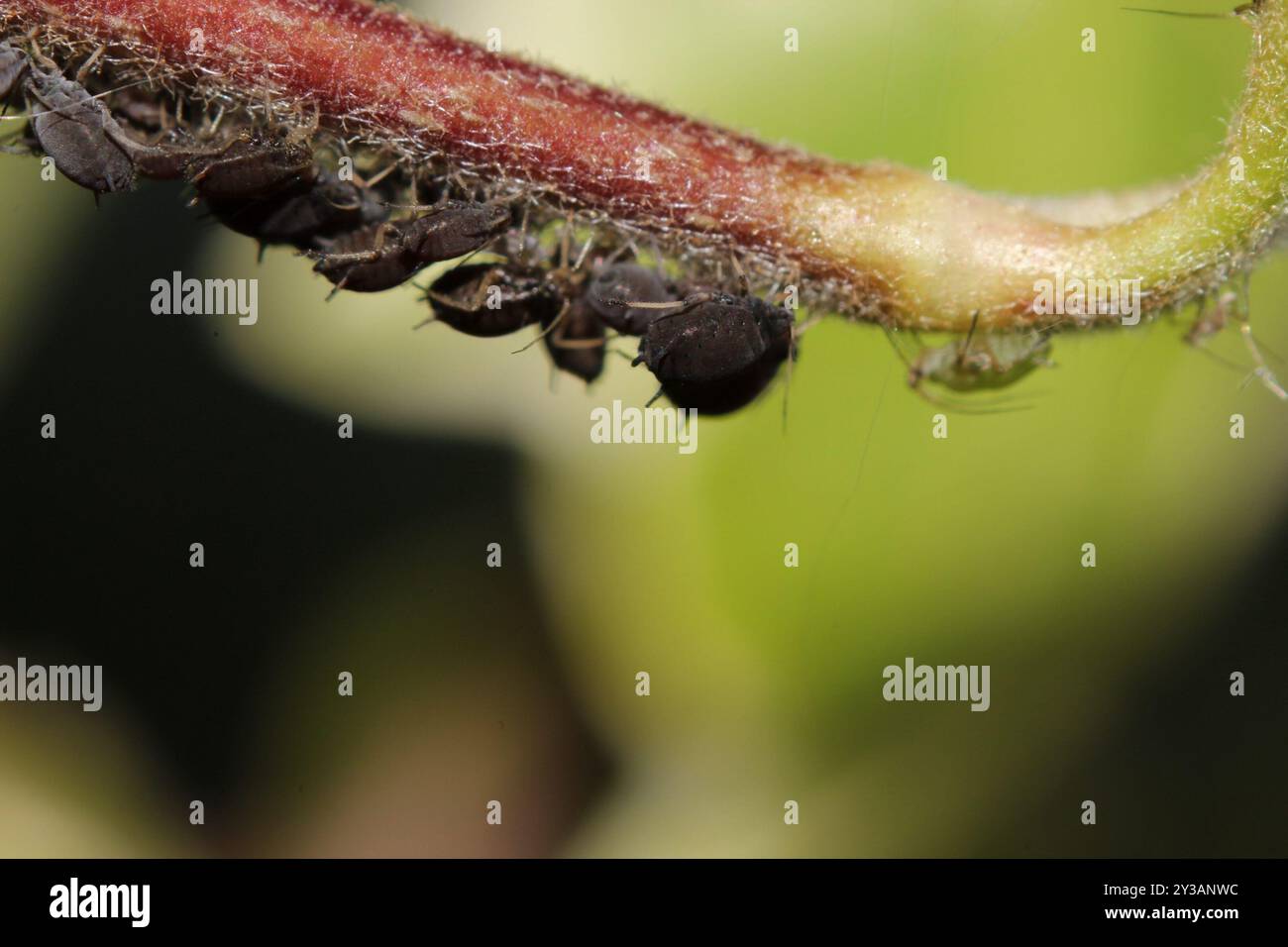 ivy aphid (Aphis hederae) Insecta Stock Photo - Alamy