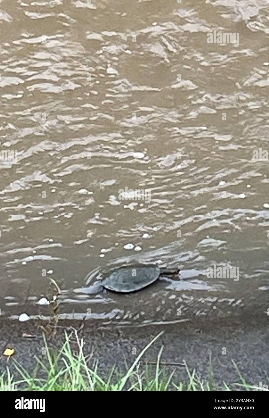 Snake necked turtles hi-res stock photography and images - Alamy