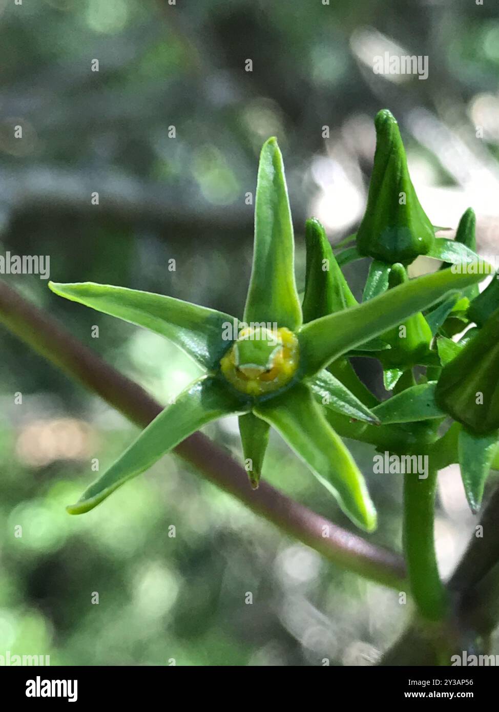 Anglepod (Gonolobus suberosus) Plantae Stock Photo - Alamy