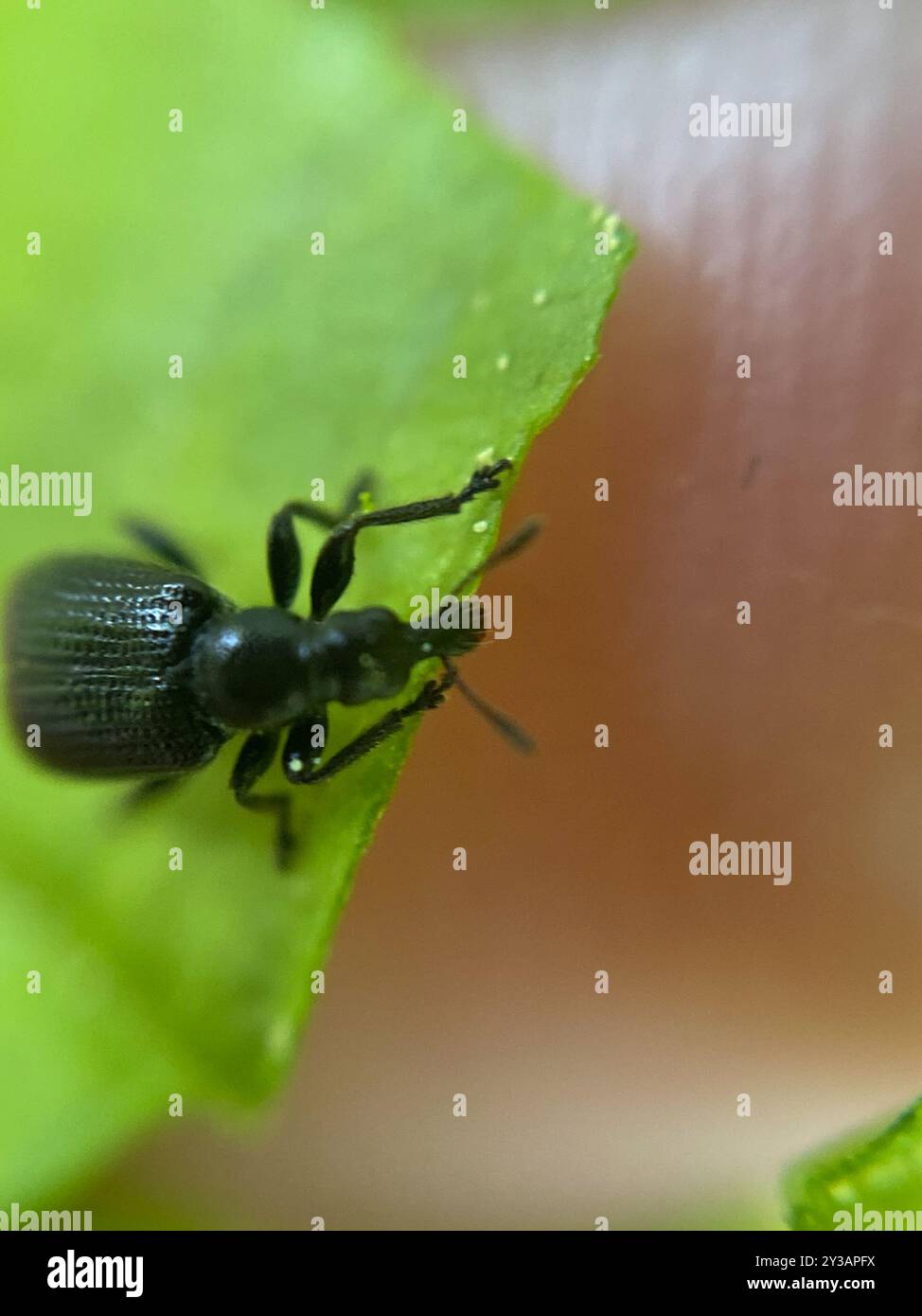 Rolling Insect Birch Leaf-rolling Weevil (Deporaus betulae) Insecta Stock Photo - Alamy