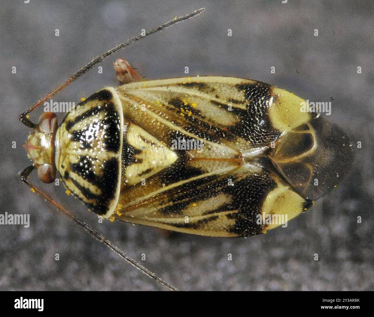 North American Tarnished Plant Bug (Lygus lineolaris) Insecta Stock Photo