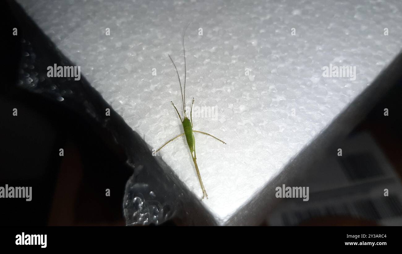 Elli Insect Common True Katydid (Pterophylla camellifolia) Insecta Stock Photo - Alamy