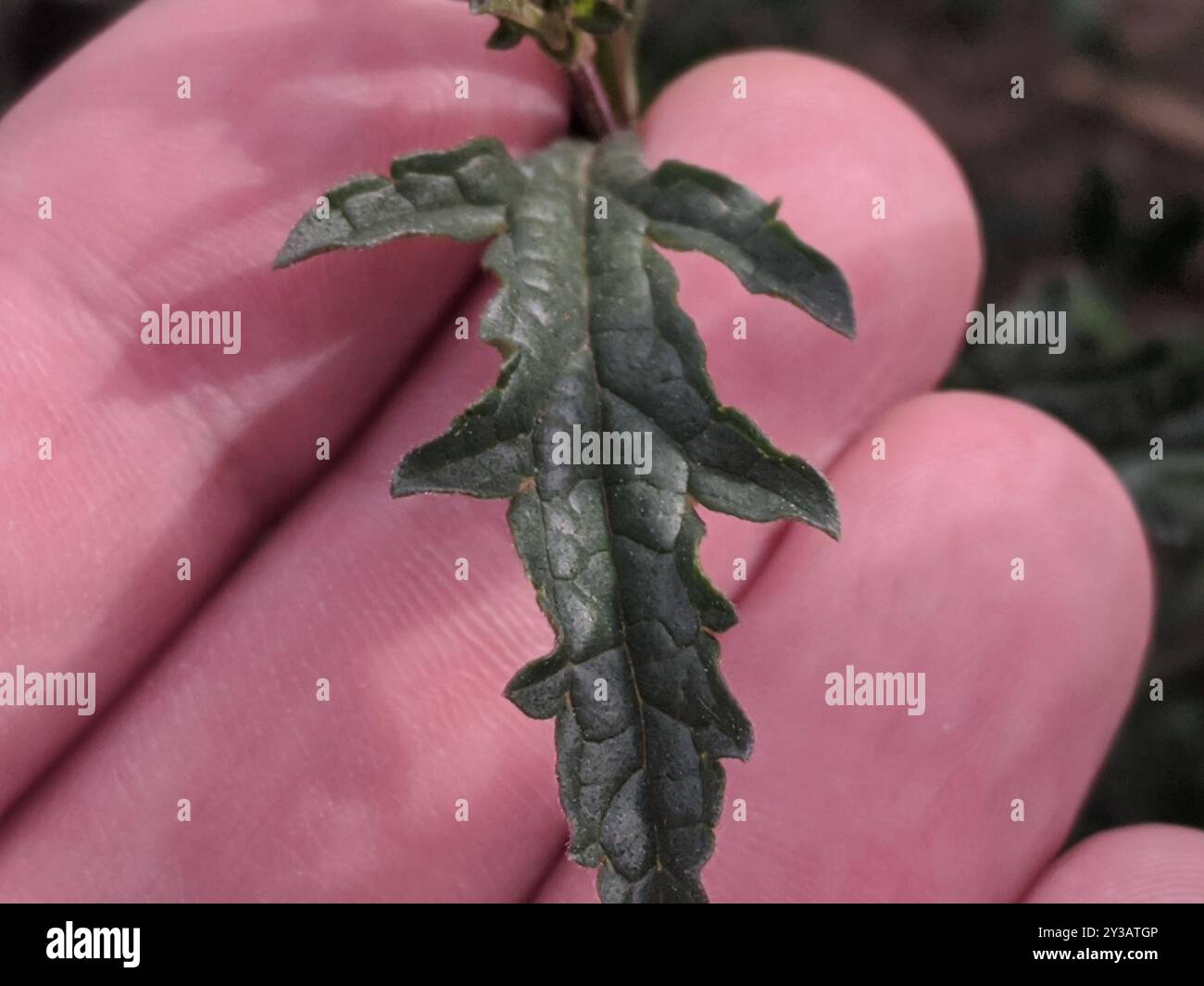 Common vervain (Verbena officinalis) Plantae Stock Photo - Alamy
