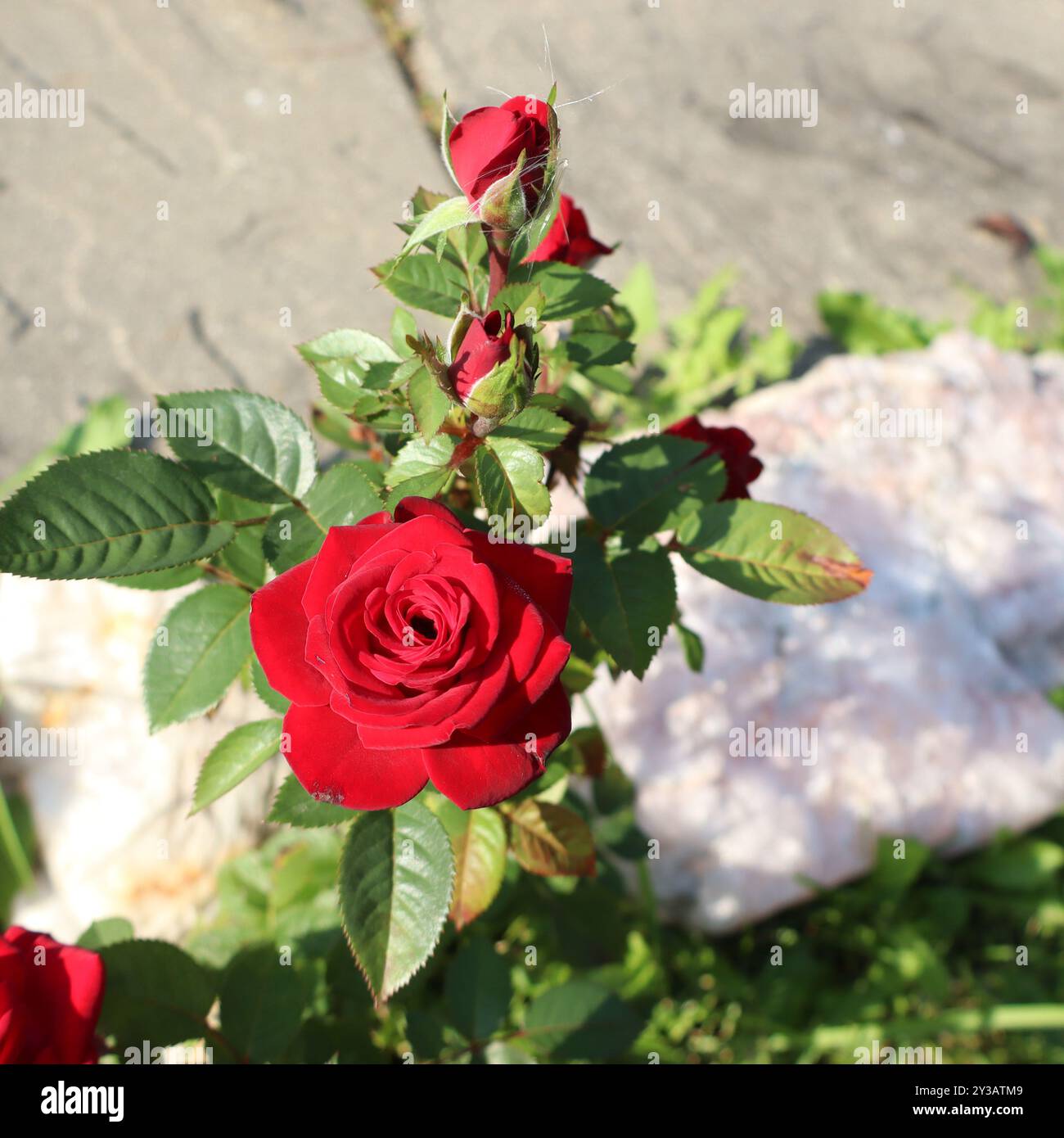 Blood roses hi-res stock photography and images - Alamy