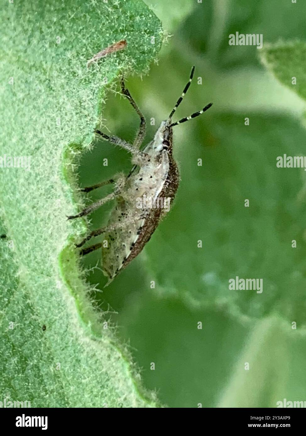 Sloe Bug (Dolycoris baccarum) Insecta Stock Photo