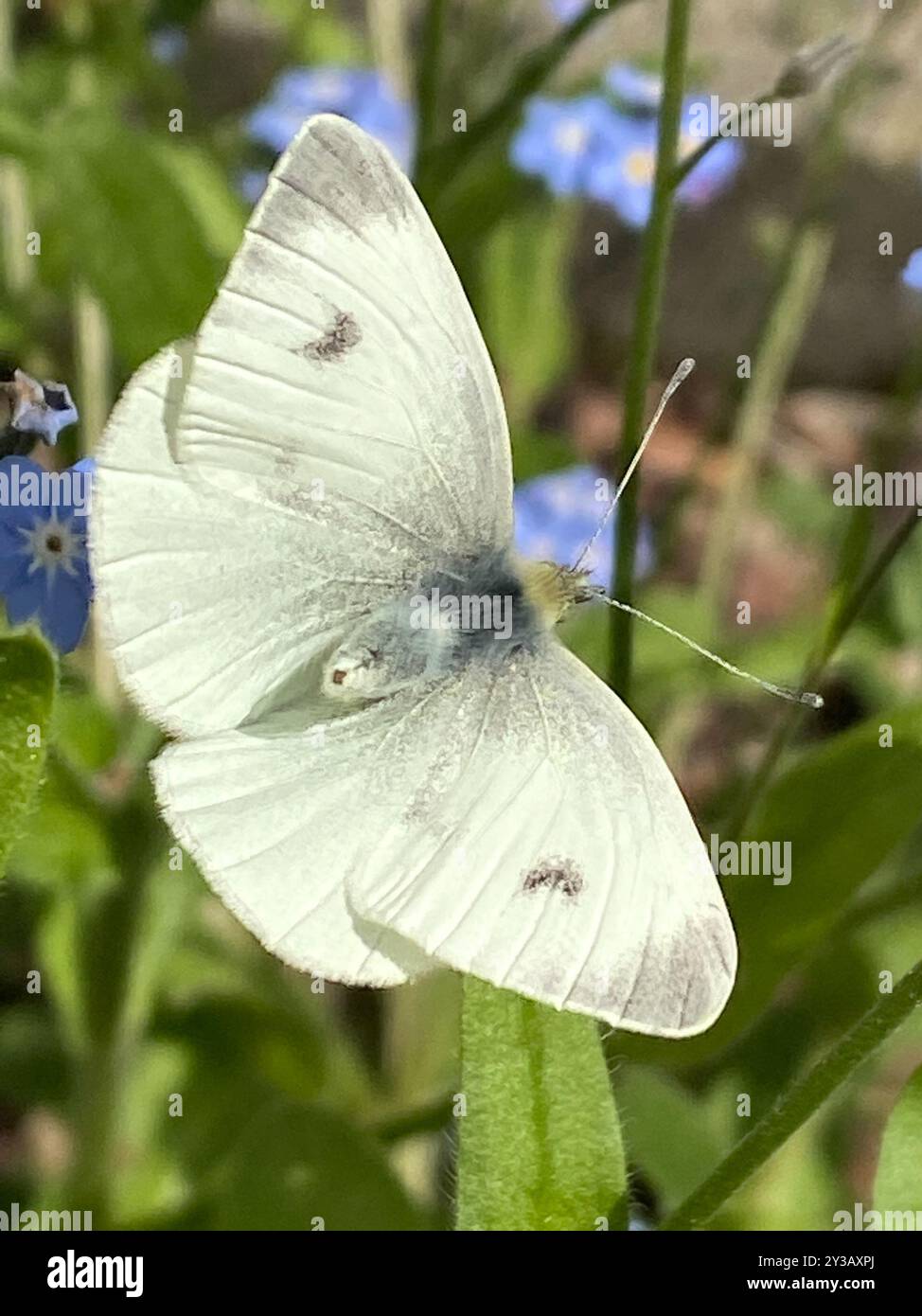 Southern Small White (Pieris mannii) Insecta Stock Photo - Alamy