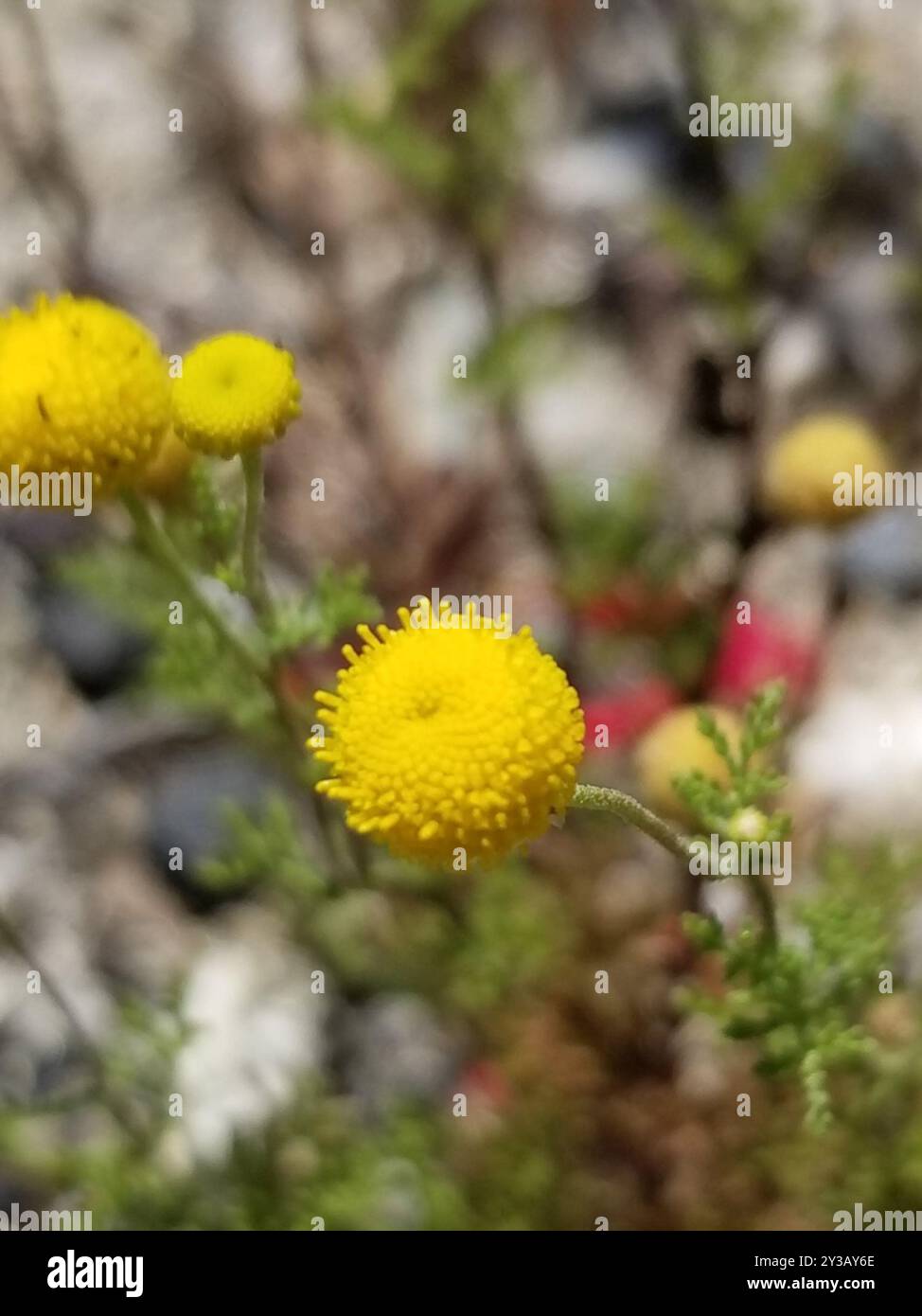 stinknet (Oncosiphon pilulifer) Plantae Stock Photo - Alamy