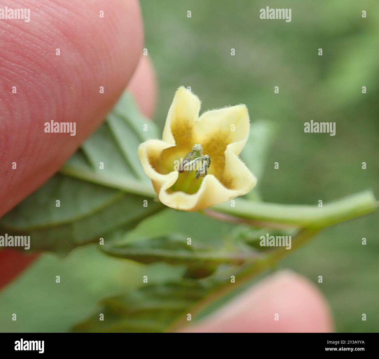 cutleaf groundcherry (Physalis angulata) Plantae Stock Photo - Alamy