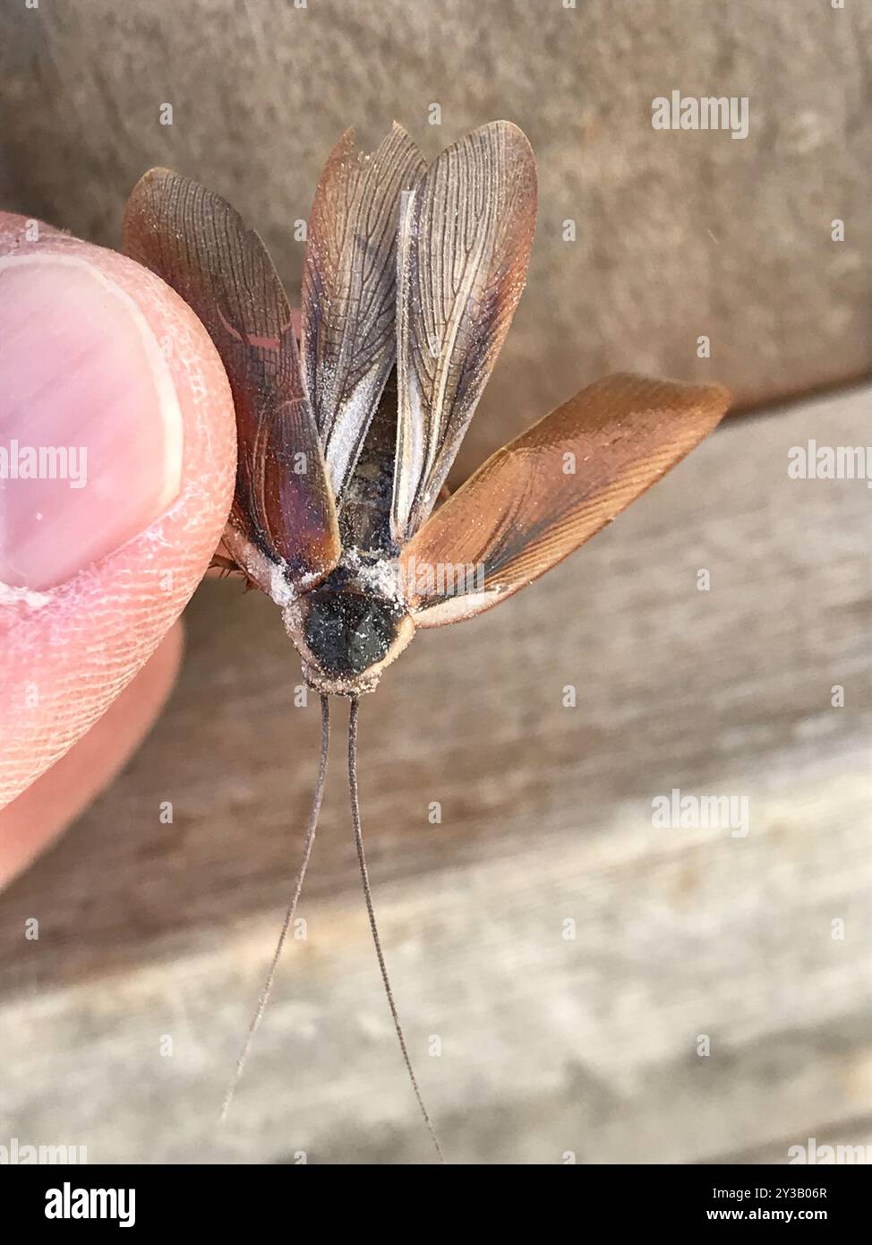 North American Wood Cockroaches (Parcoblatta) Insecta Stock Photo - Alamy