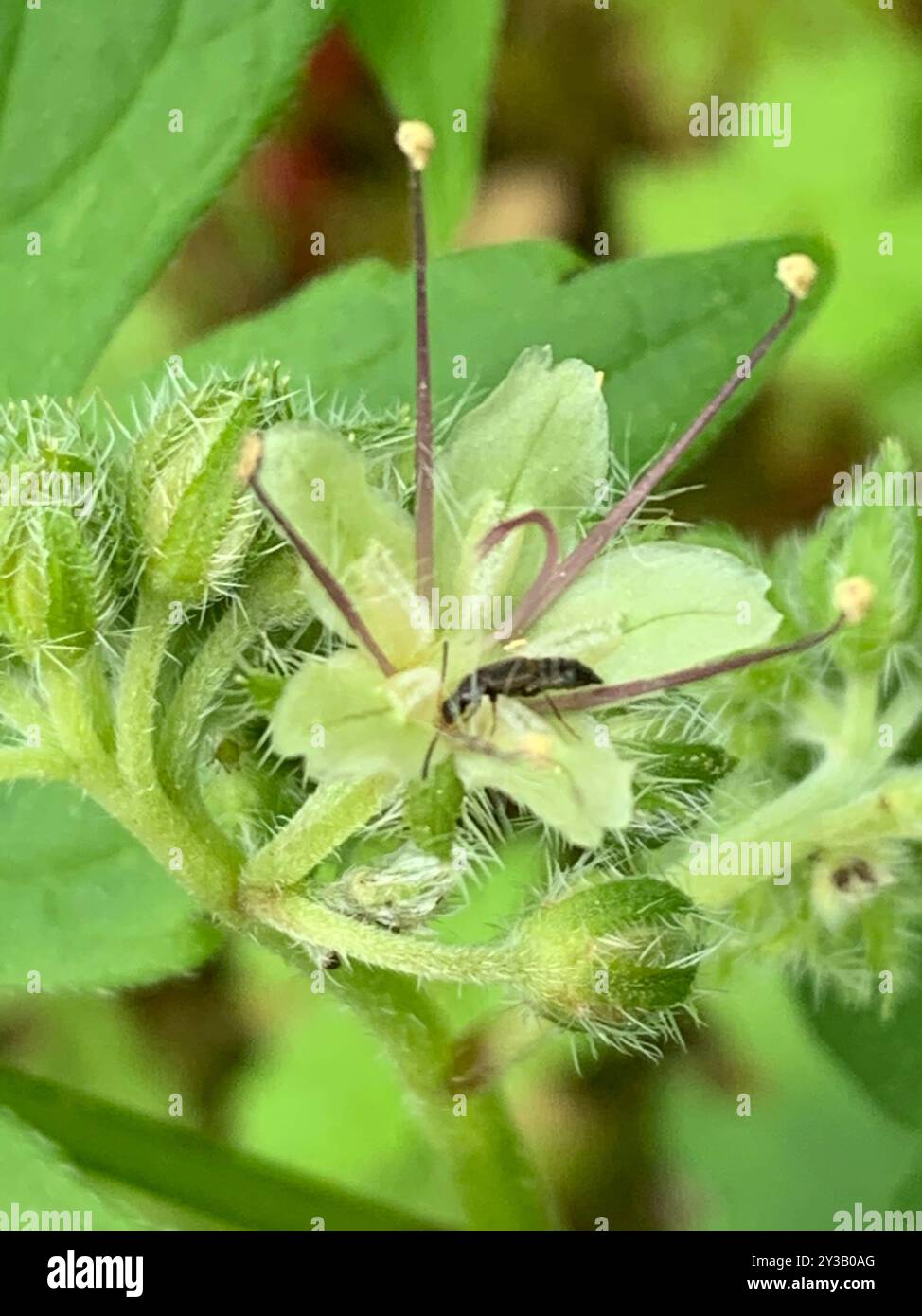 Pacific Waterleaf (Hydrophyllum tenuipes) Plantae Stock Photo - Alamy