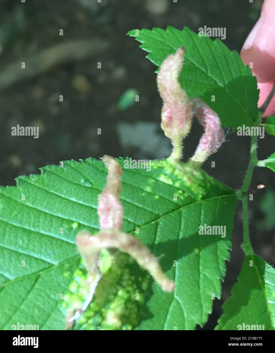 Rice Root Aphid (Tetraneura akinire) Insecta Stock Photo - Alamy