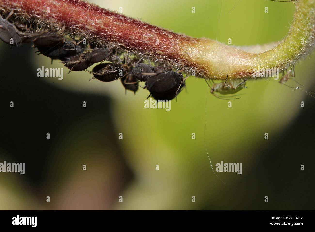ivy aphid (Aphis hederae) Insecta Stock Photo - Alamy