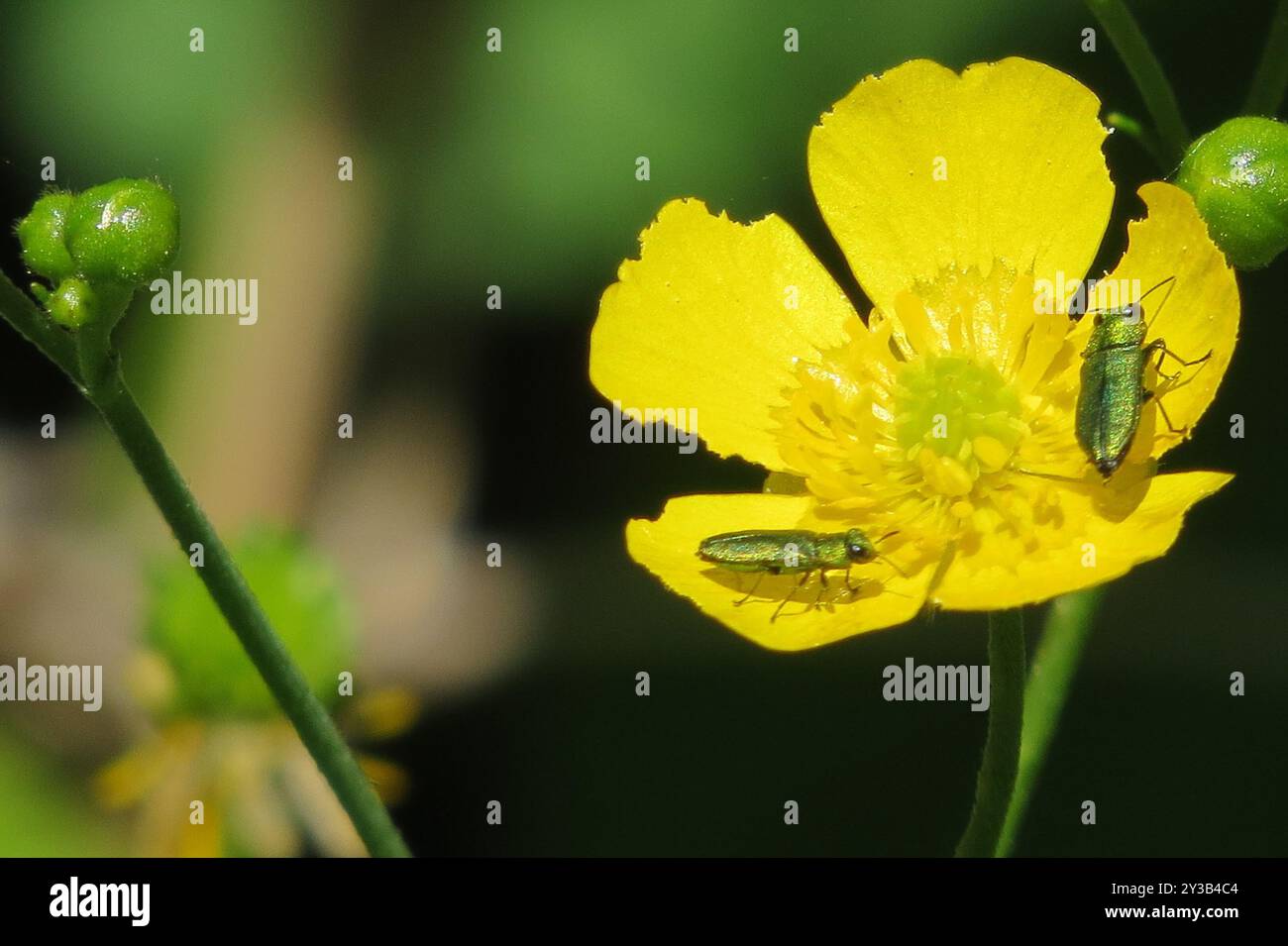 (Anthaxia nitidula) Insecta Stock Photo