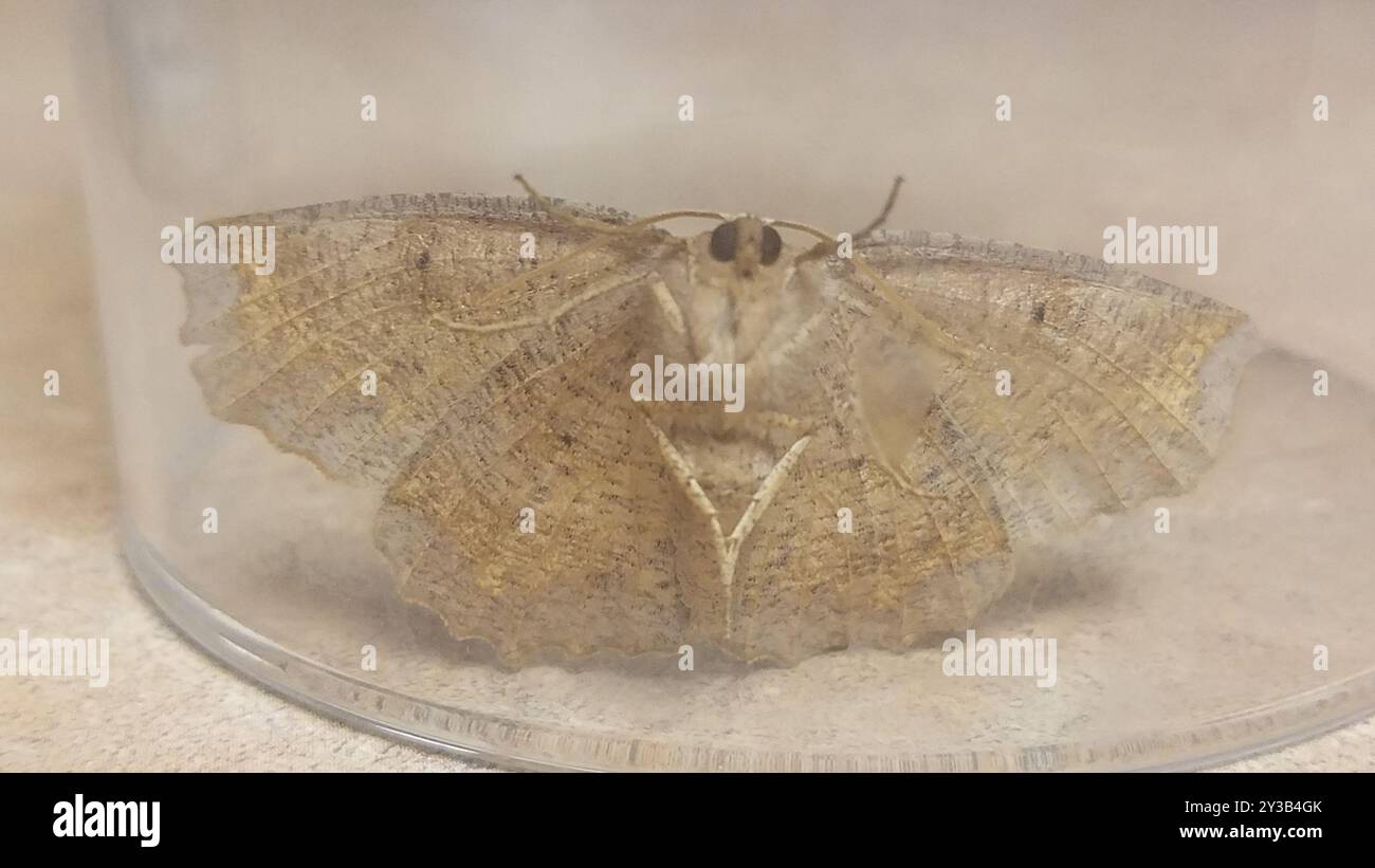 Geometer Insect Geometer Moths (Geometridae) Insecta Stock Photo - Alamy