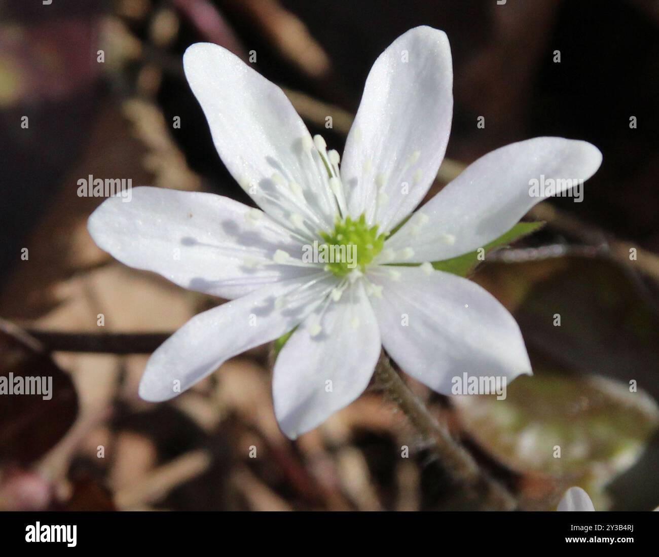 sharp-lobed hepatica (Hepatica acutiloba) Plantae Stock Photo - Alamy