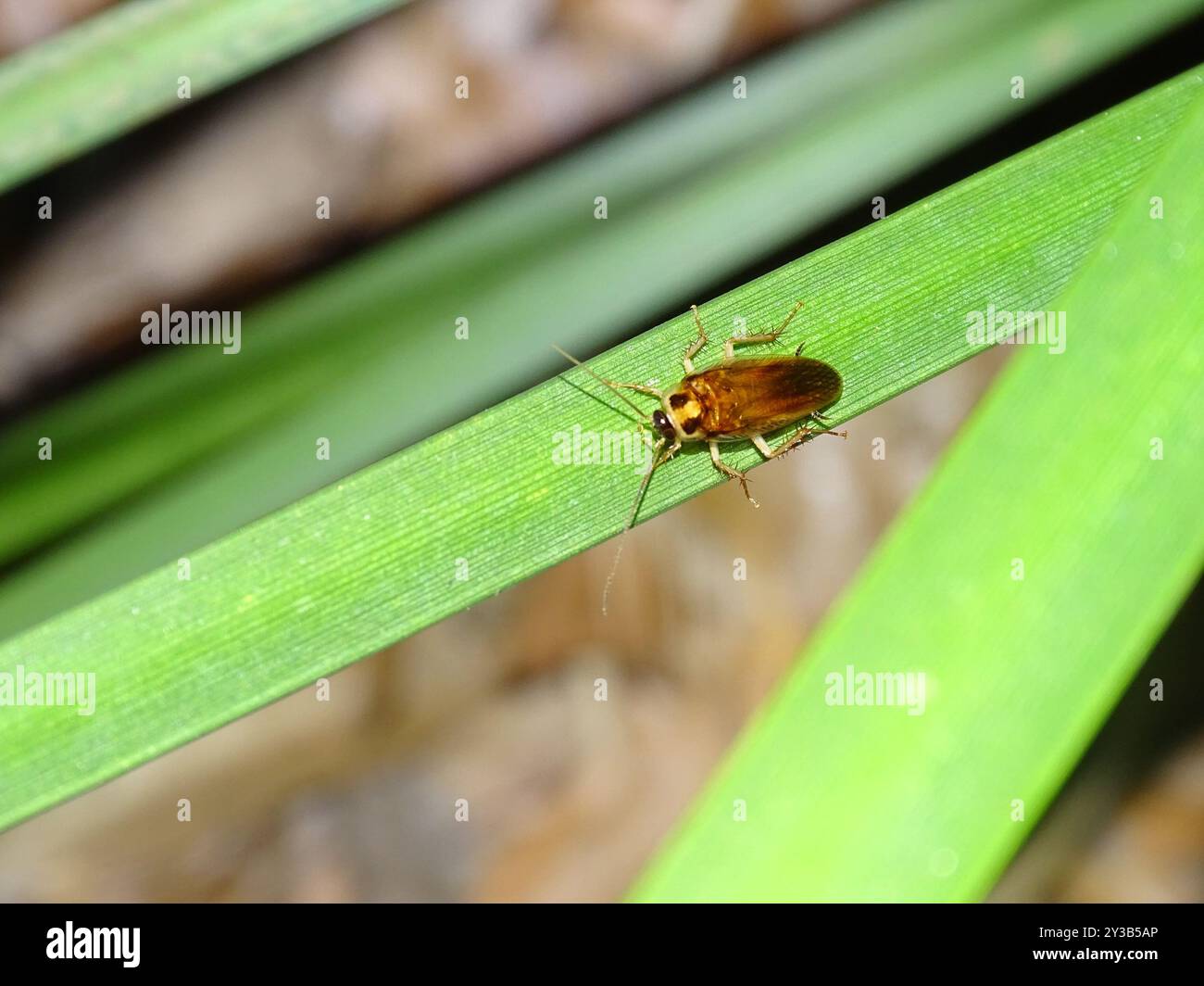 Cockroaches and Termites (Blattodea) Insecta Stock Photo - Alamy