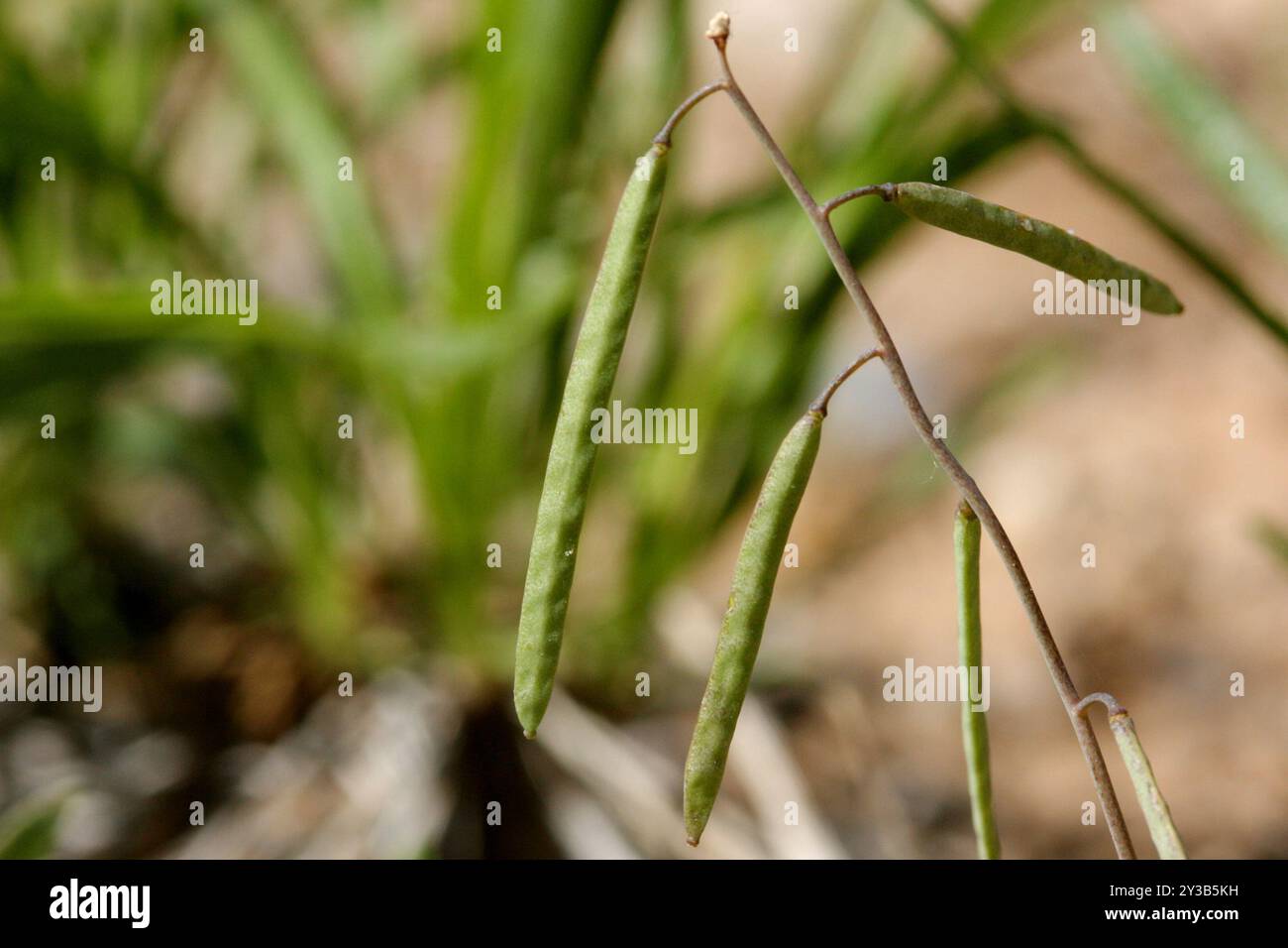 rabbit-ear rockcress (Boechera pendulina) Plantae Stock Photo - Alamy