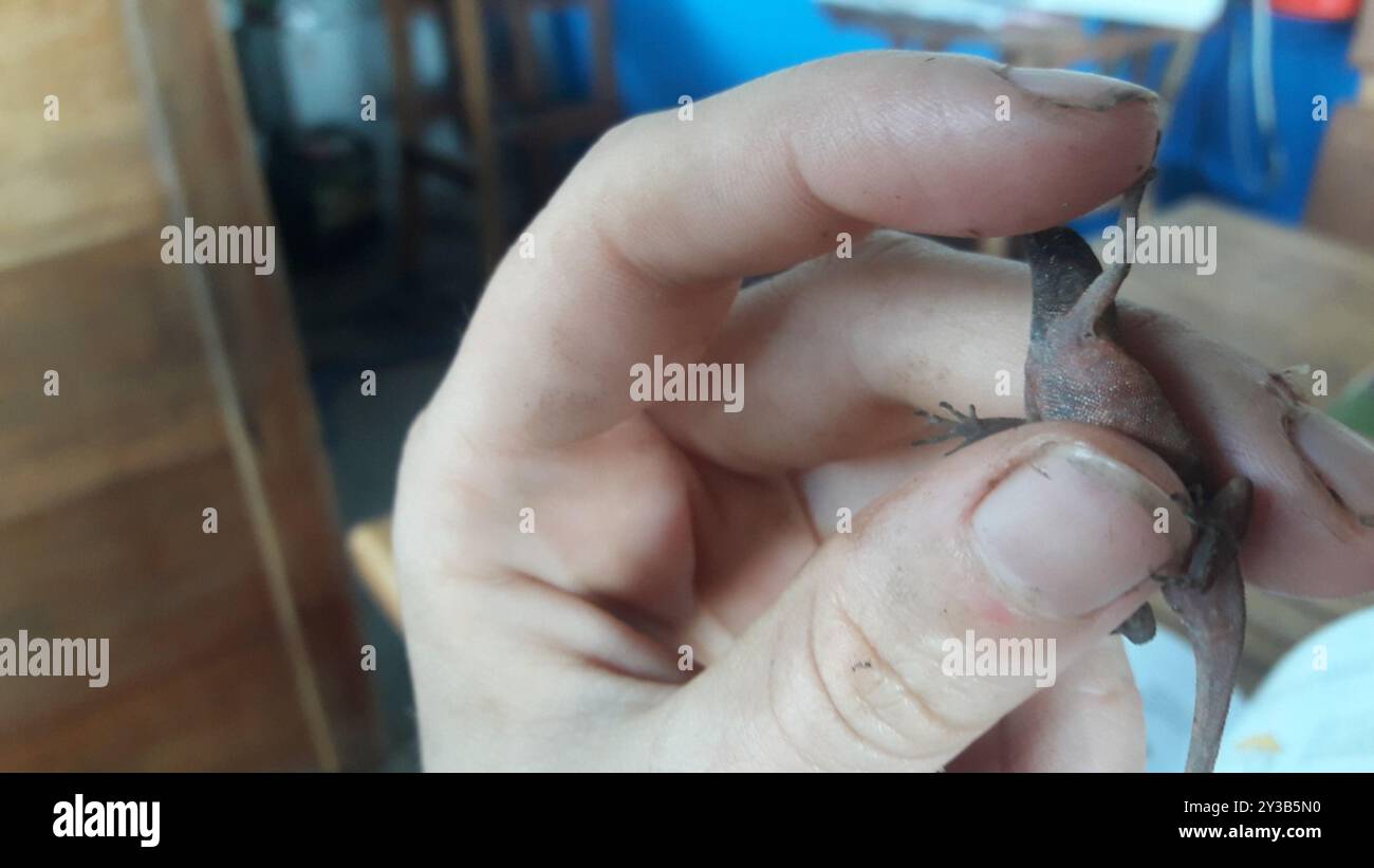 Anolis humilis hi-res stock photography and images - Alamy