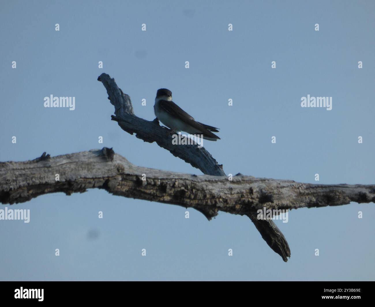 Bank Swallow (Riparia riparia) Aves Stock Photo - Alamy