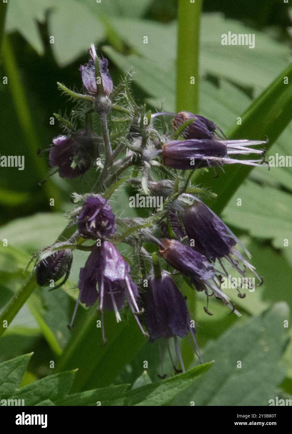 Virginia waterleaf (Hydrophyllum virginianum) Plantae Stock Photo - Alamy