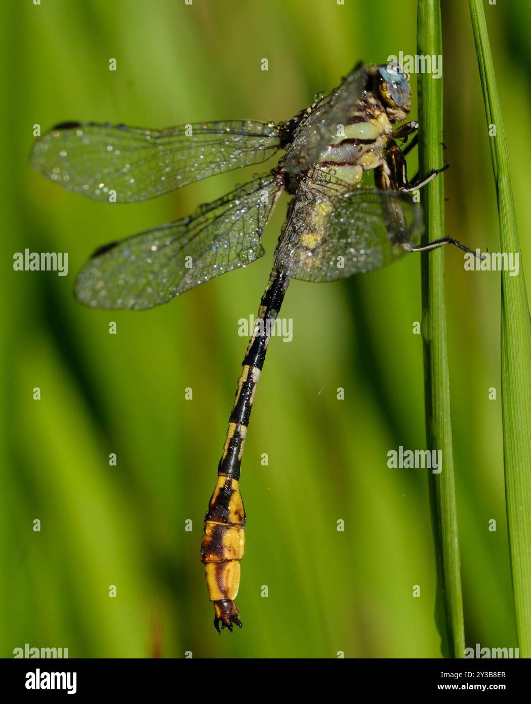 Sulphur-tipped Clubtail (Phanogomphus militaris) Insecta Stock Photo ...