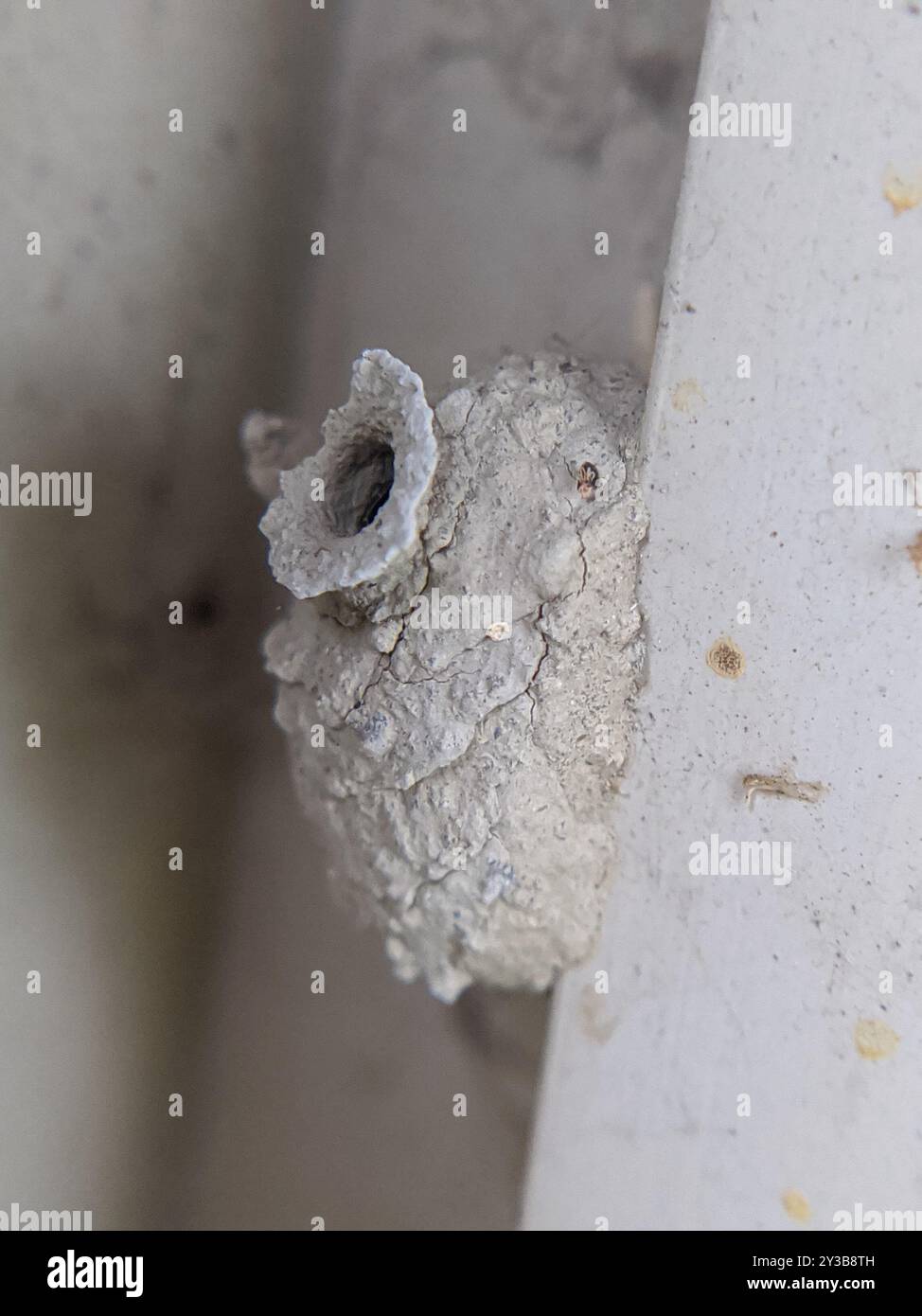 Typical Potter Wasps (Eumenes) Insecta Stock Photo - Alamy