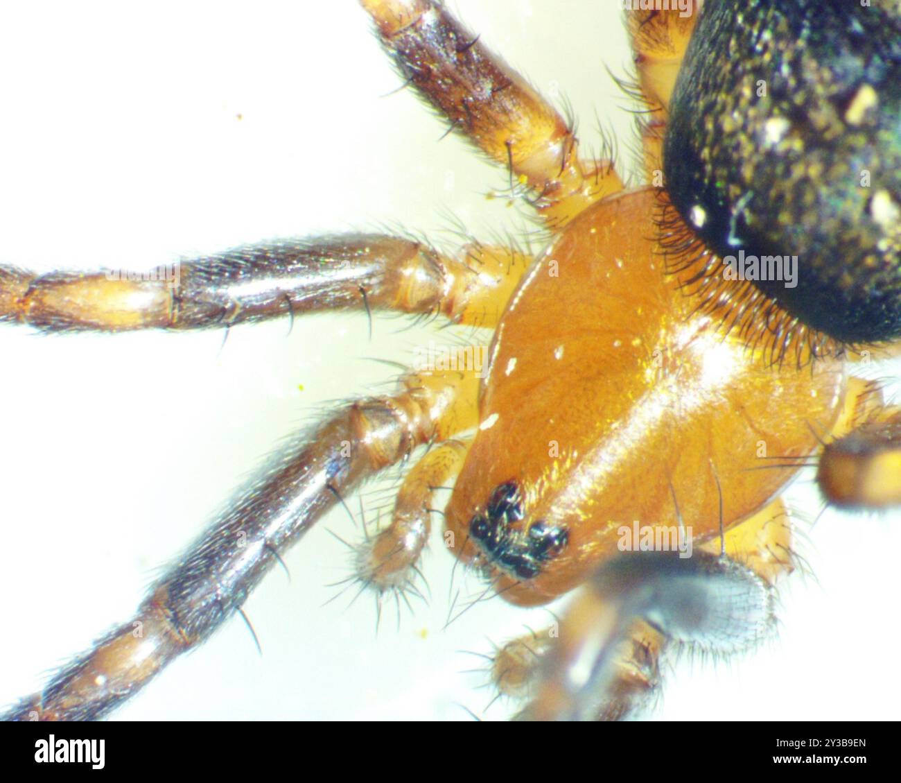 (Callilepis pluto) Arachnida Stock Photo Alamy