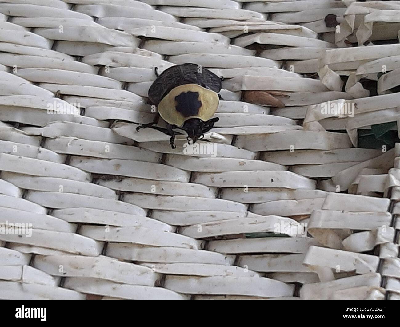 Carrion Inset American Carrion Beetle (Necrophila americana) Insecta Stock Photo - Alamy