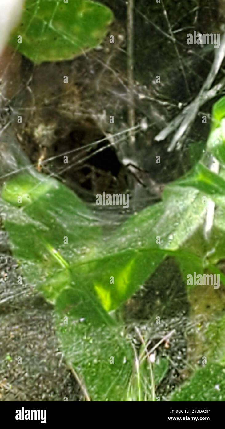 Funnel Weavers Agelenidae Arachnida Stock Photo Alamy funnel-weavers-agelenidae-arachnida-stock-photo-alamy