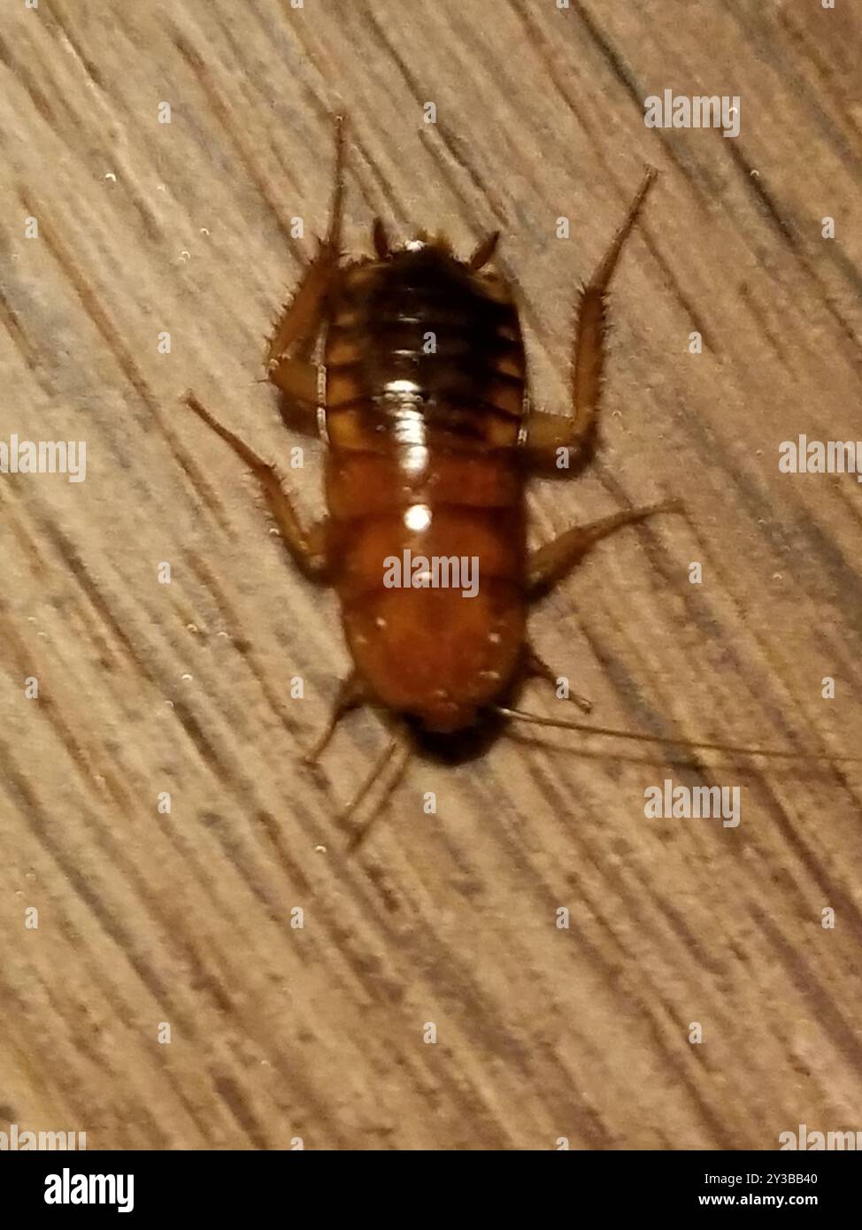 Cockroaches and Termites (Blattodea) Insecta Stock Photo - Alamy