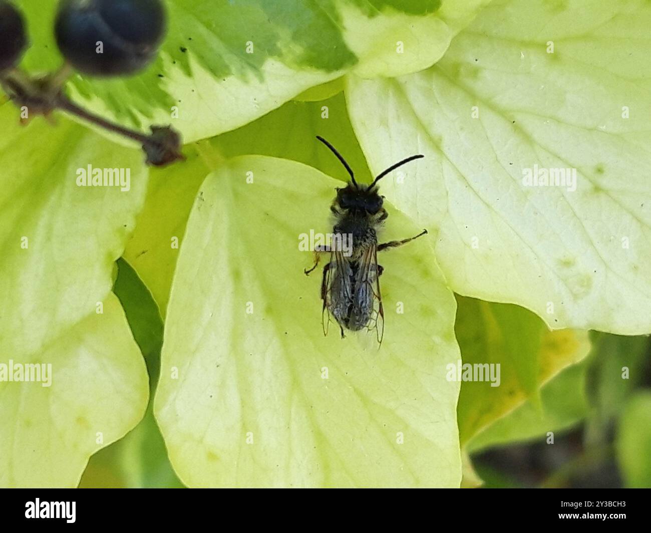 Pod Mining Insect Mining Bees (Andrena) Insecta Stock Photo - Alamy