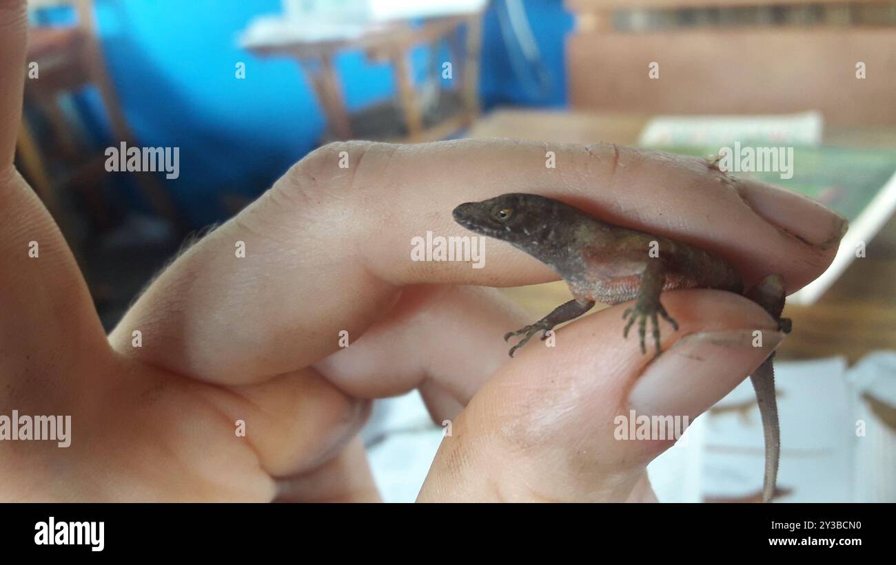 Anolis humilis hi-res stock photography and images - Alamy
