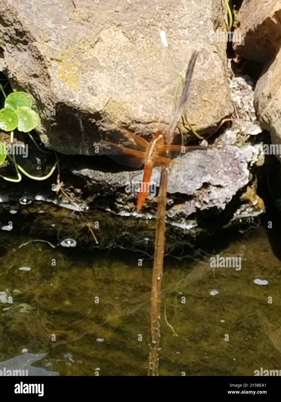 Croce Insects Neon Skimmer (Libellula croceipennis) Insecta Stock Photo - Alamy