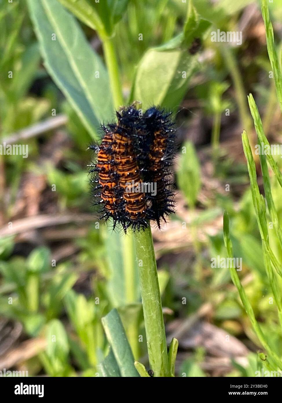 Baltimore Checkerspot (Euphydryas phaeton) Insecta Stock Photo - Alamy