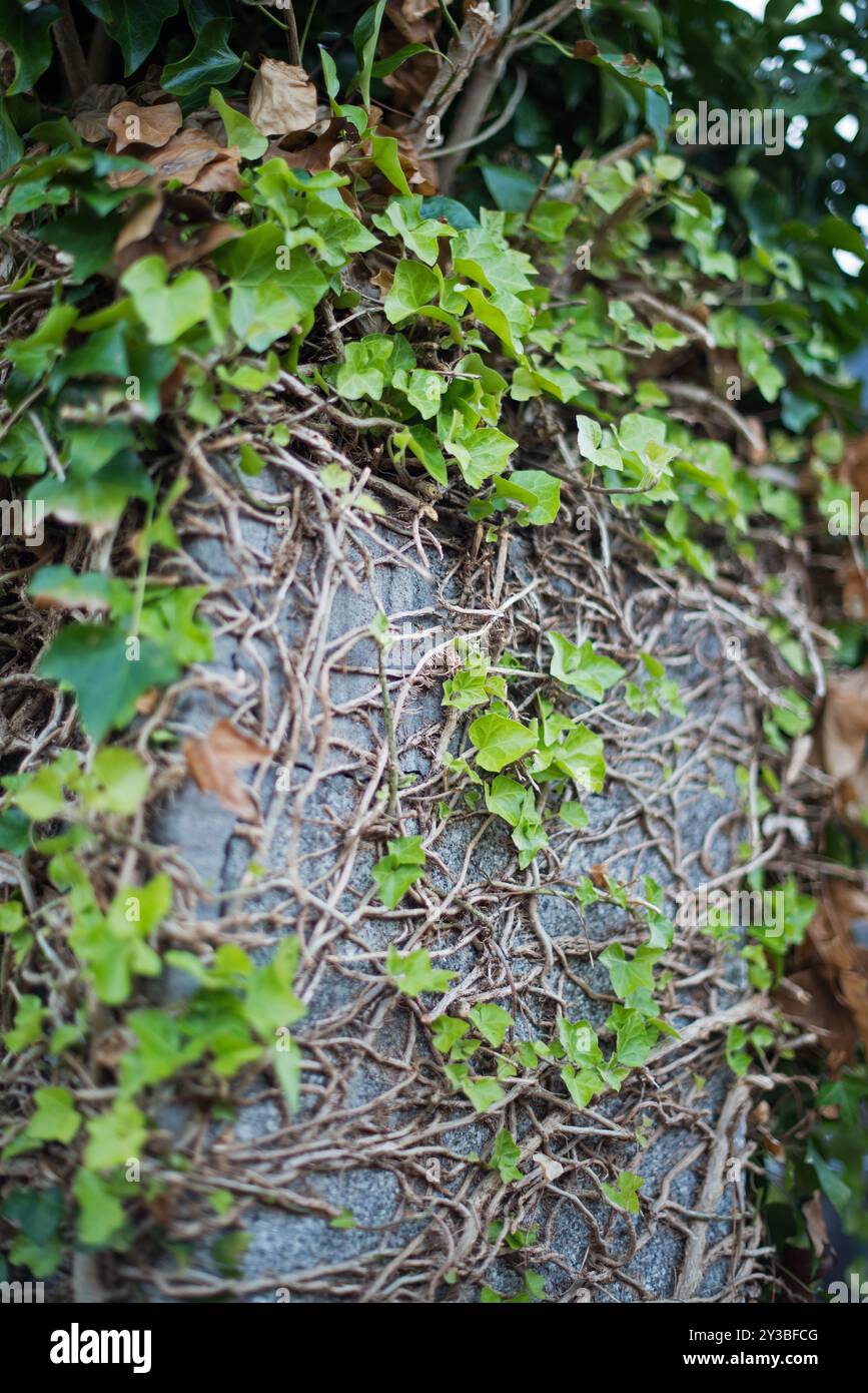 Ivy growing on wall Stock Photo
