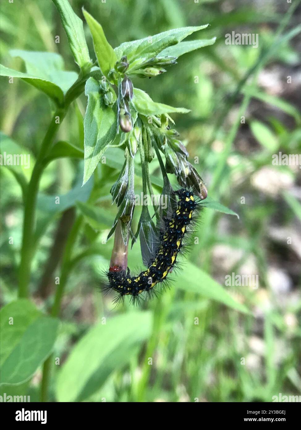 Mit Police Insect Police Car Moth (Gnophaela vermiculata) Insecta Stock Photo - Alamy
