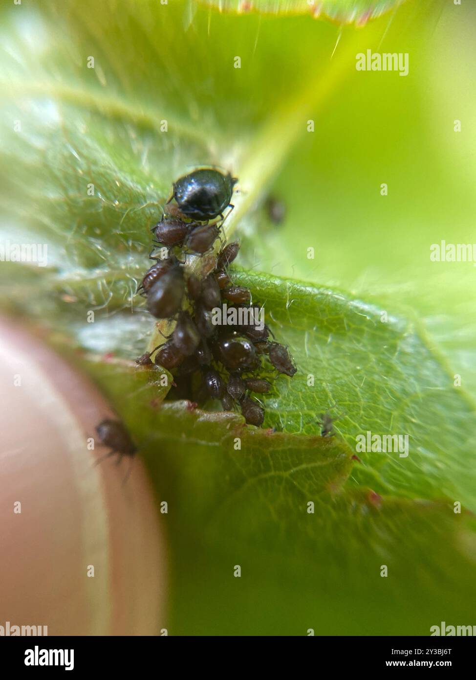 Black Cherry Aphid (Myzus cerasi) Insecta Stock Photo - Alamy