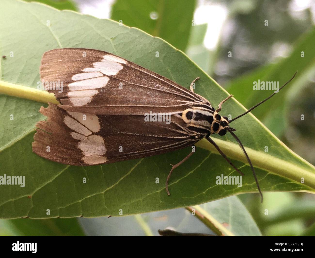 Magpie Insects Asian Magpie Moth (Nyctemera baulus) Insecta Stock Photo - Alamy
