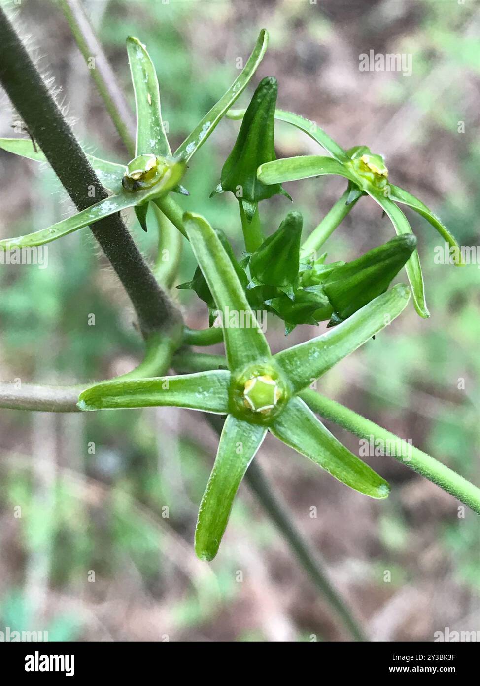 Anglepod (Gonolobus suberosus) Plantae Stock Photo - Alamy