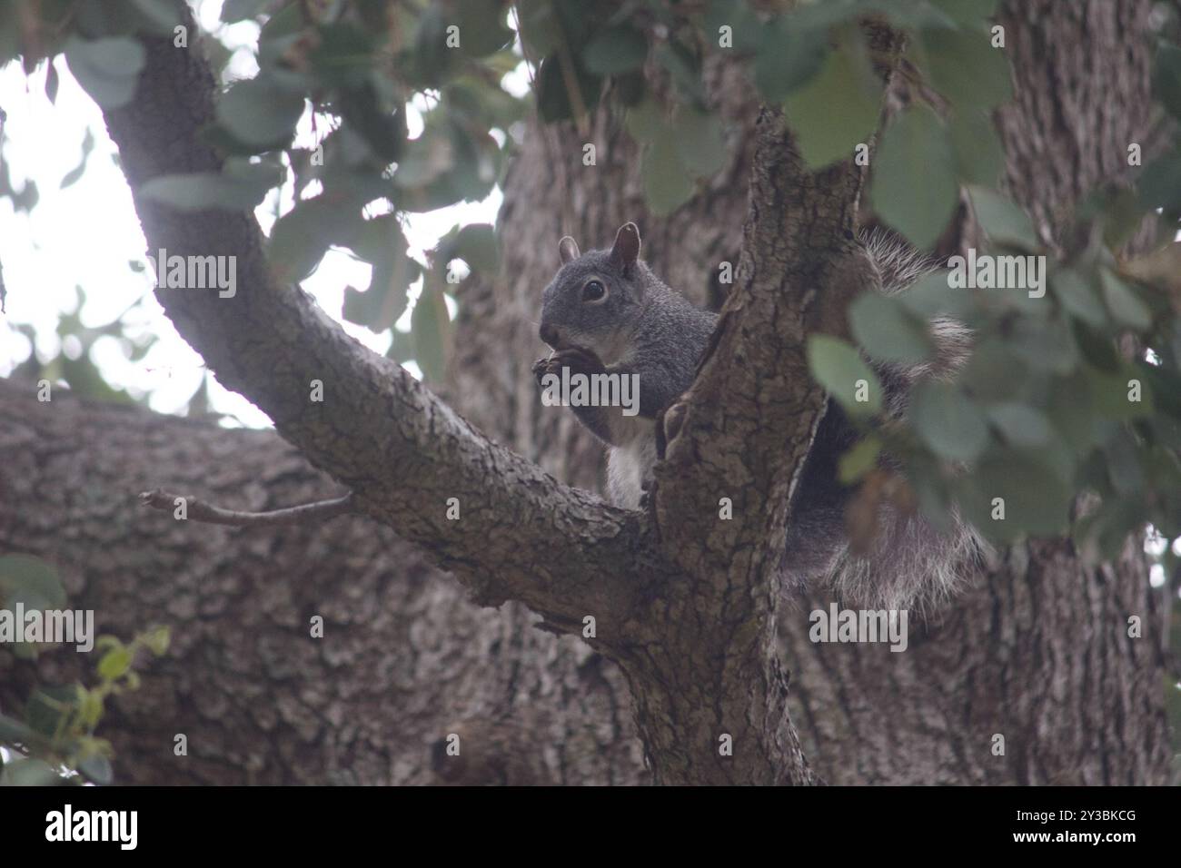 Western Gray Squirrel (Sciurus griseus) Mammalia Stock Photo - Alamy