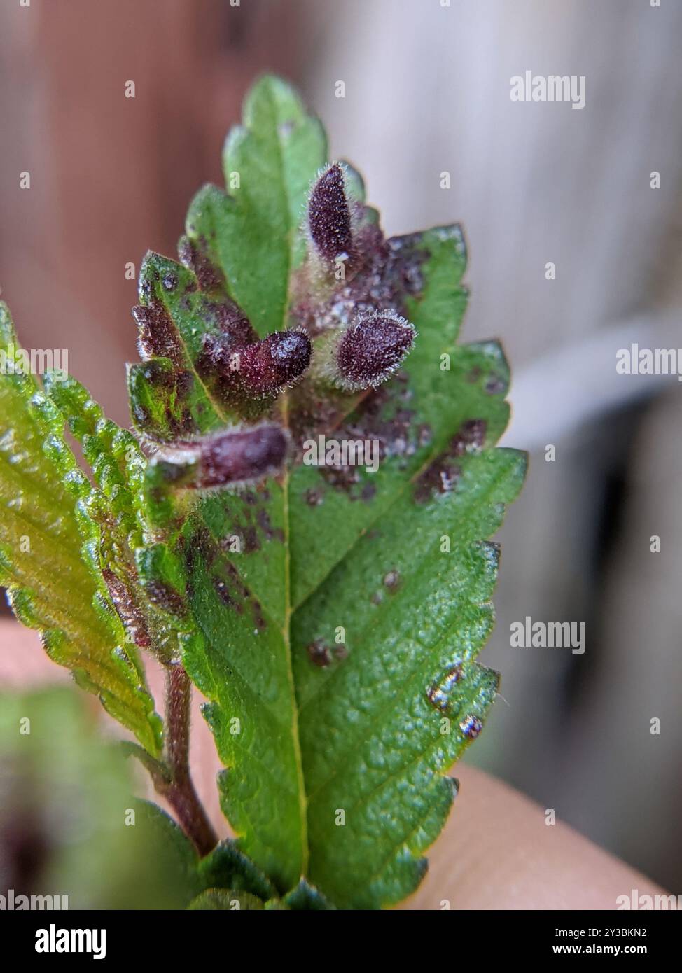 Rice Root Aphid (Tetraneura akinire) Insecta Stock Photo - Alamy
