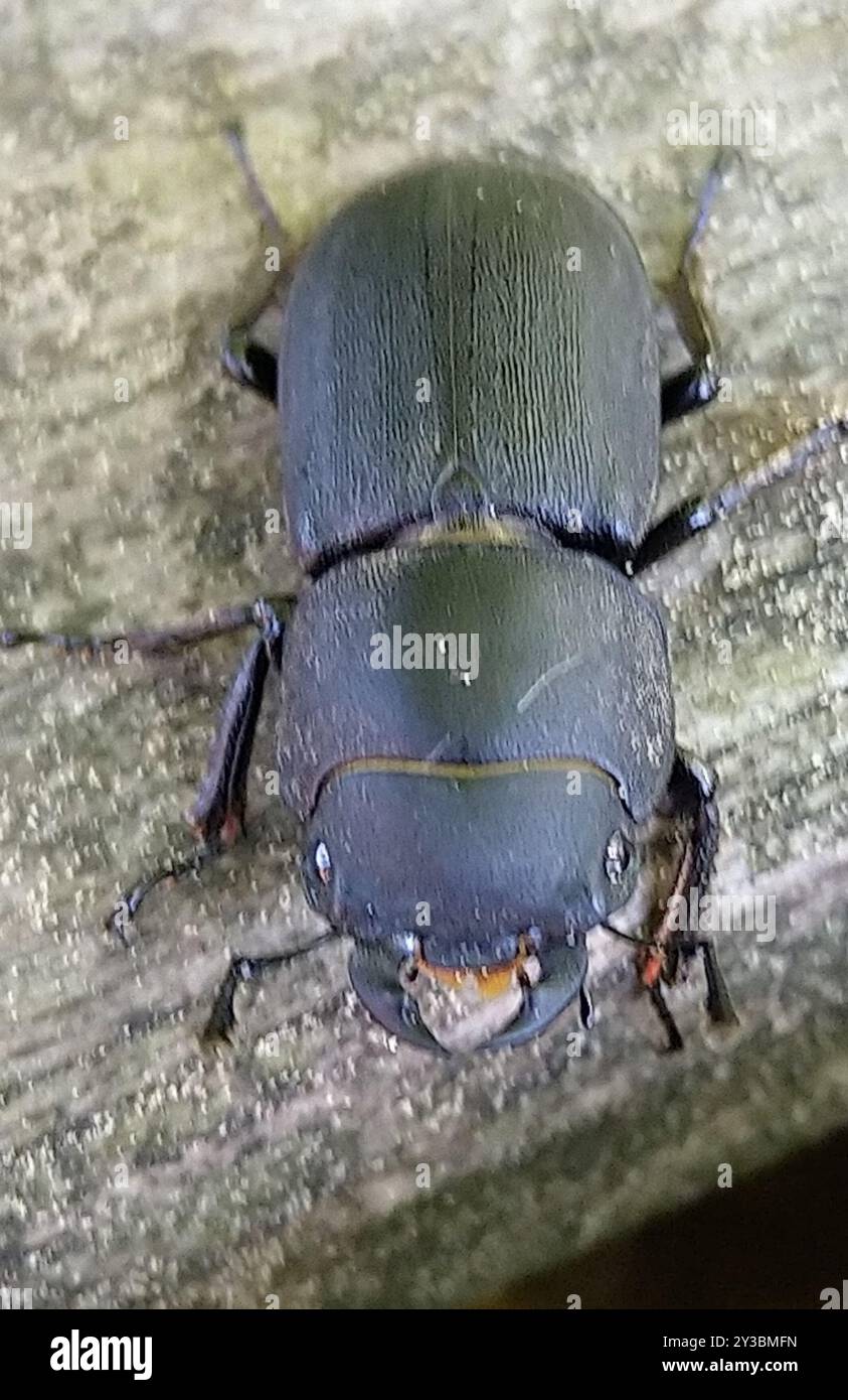 Lesser Stag Beetle (Dorcus parallelipipedus) Insecta Stock Photo - Alamy