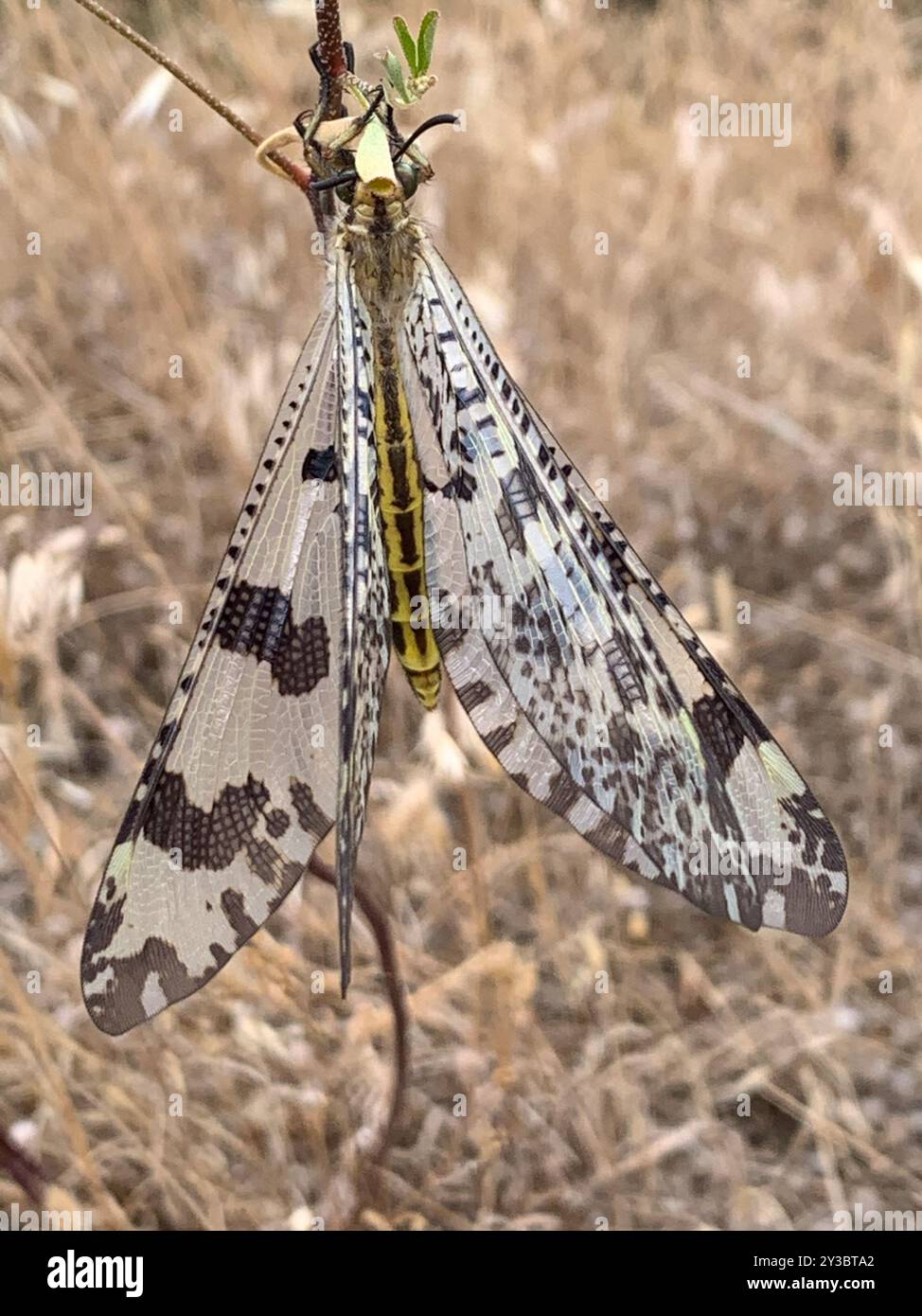 Grand Antlion (Palpares libelluloides) Insecta Stock Photo - Alamy