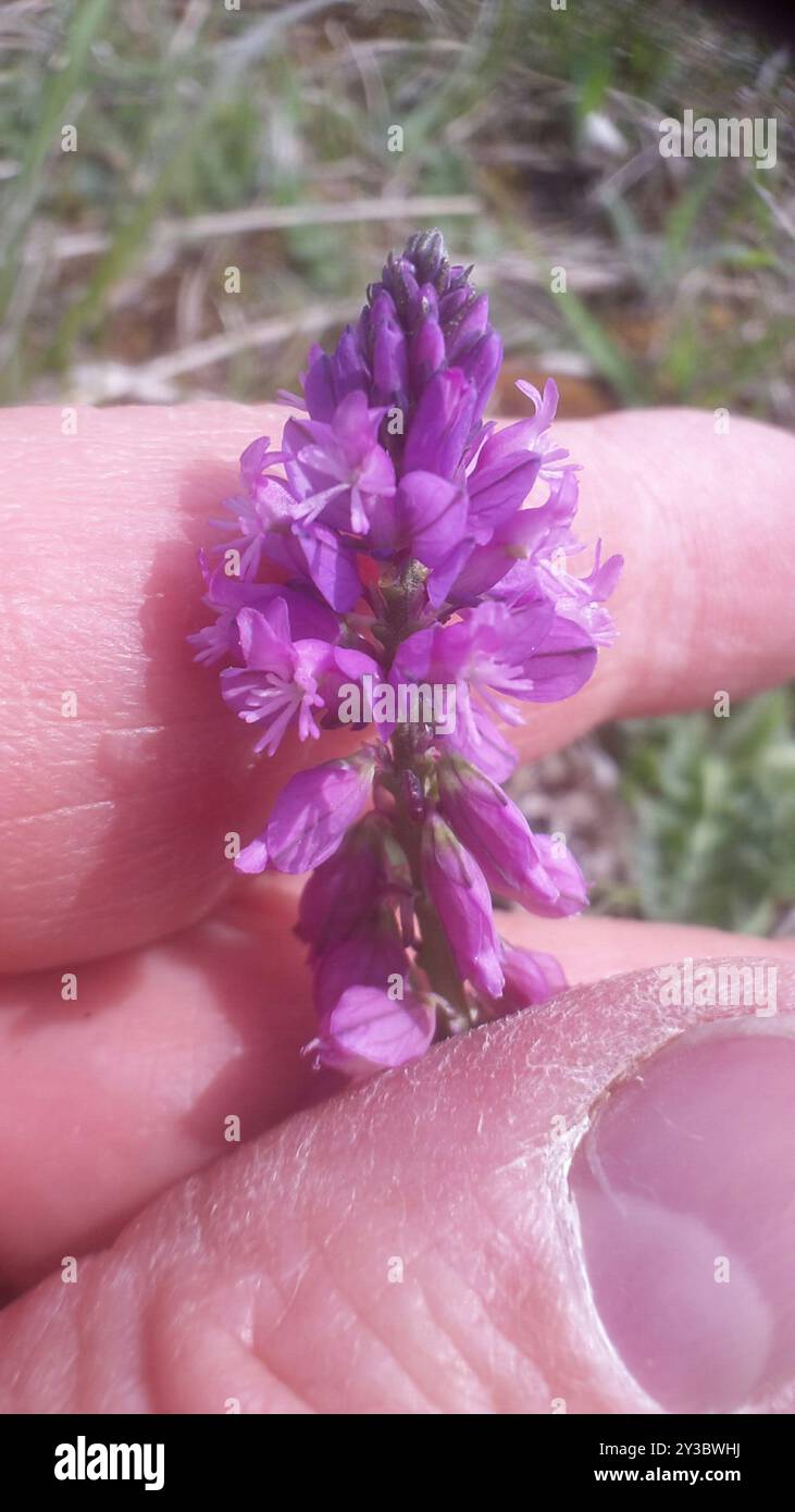 Tufted Milkwort (Polygala comosa) Plantae Stock Photo - Alamy