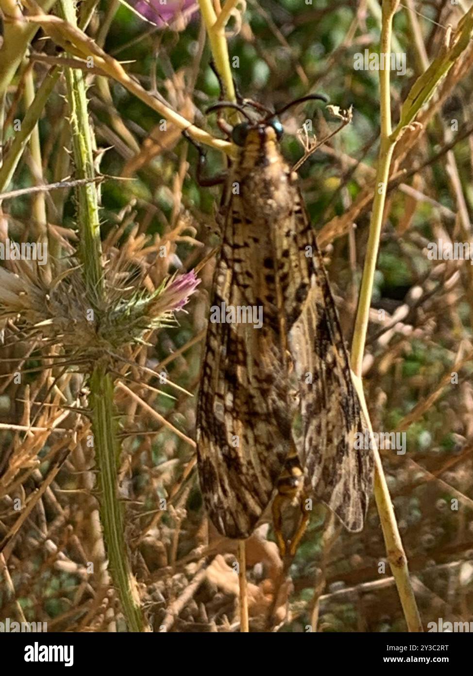 Grand Antlion (Palpares libelluloides) Insecta Stock Photo - Alamy