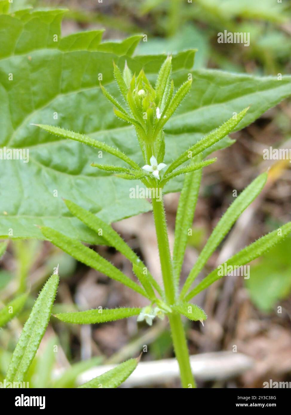 catchweed bedstraw (Galium aparine) Plantae Stock Photo - Alamy