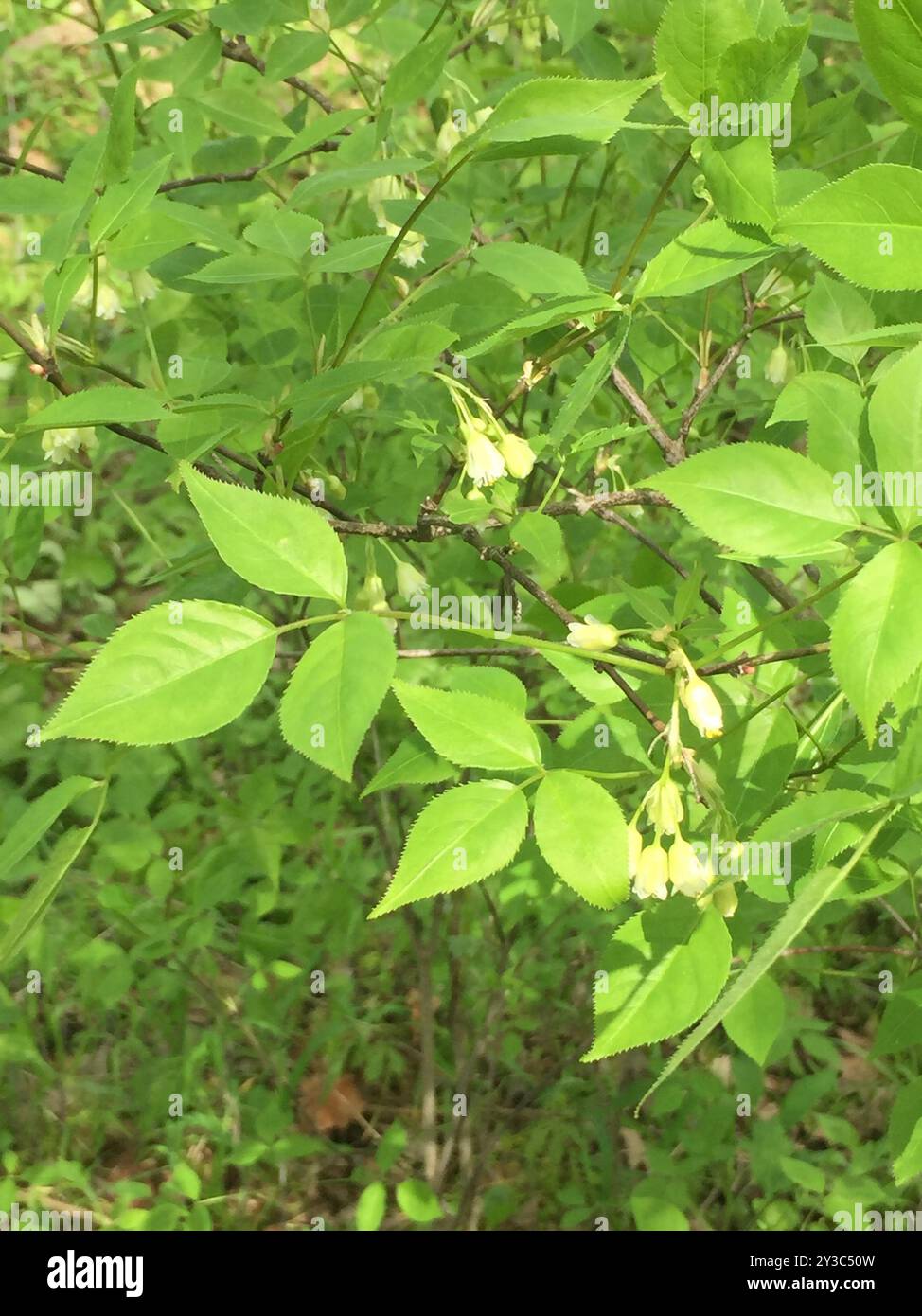 American bladdernut (Staphylea trifolia) Plantae Stock Photo - Alamy